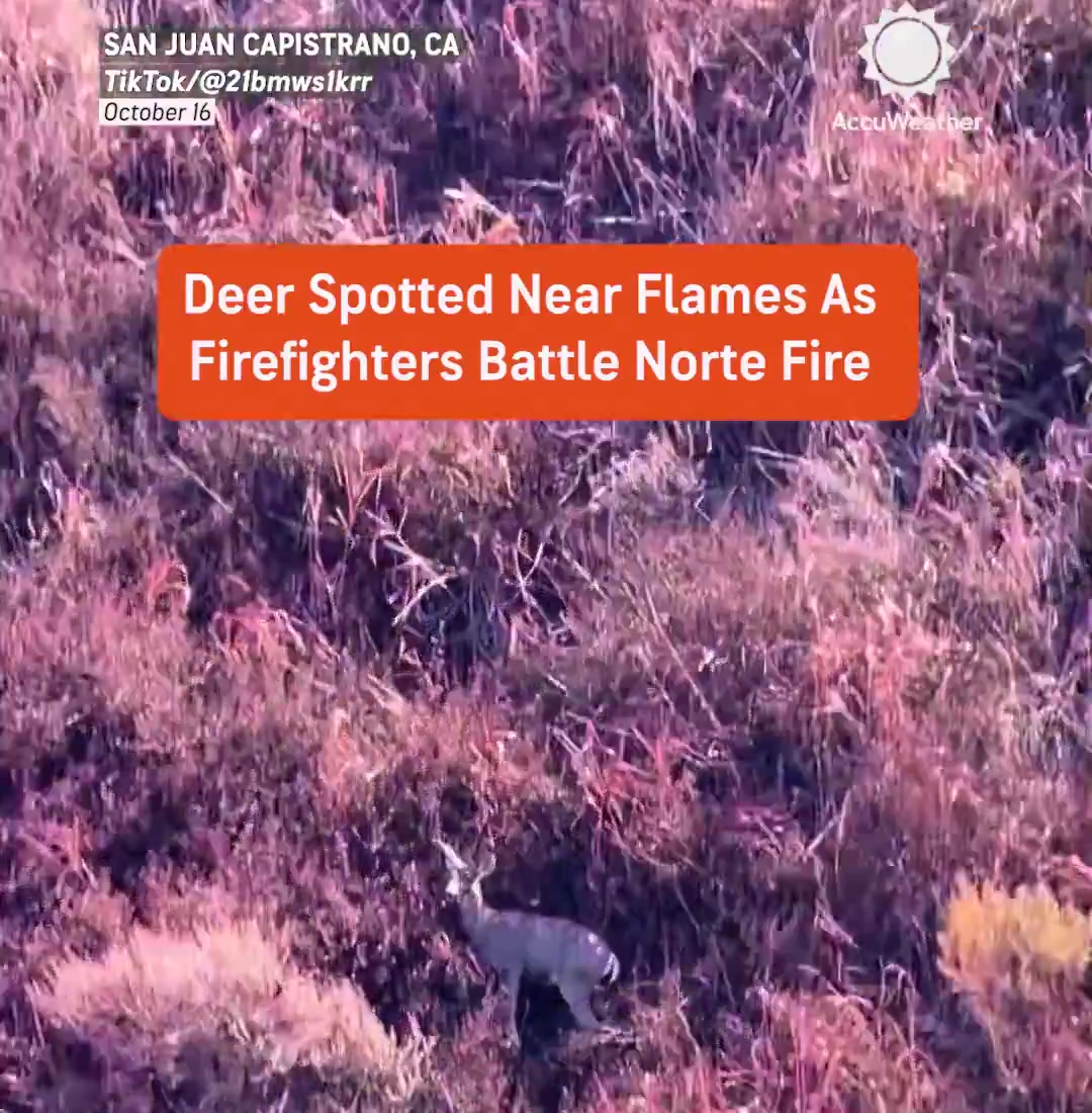 Still from an AccuWeather video showing a deer near the Norte Fire