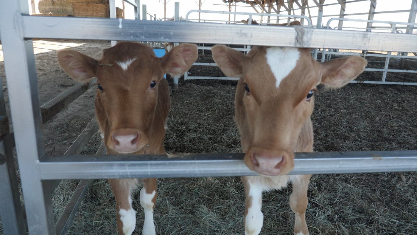 Stock photo: dairy calves (not a Hilton event)