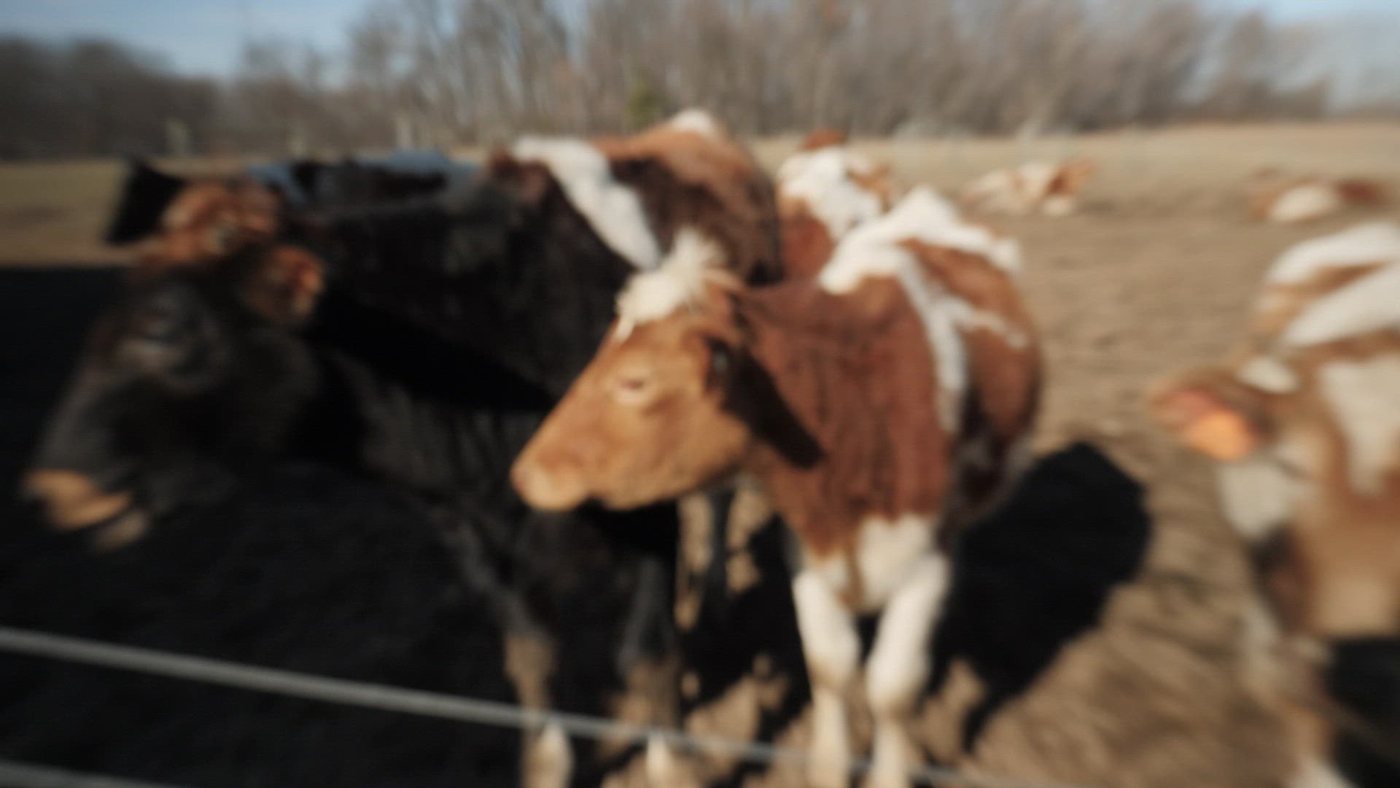 Stock photo: dairy cows (not a Hilton event)